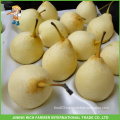 Chinese High Quality New Crop Fresh Ya Pear